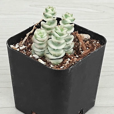 Succulent Plant - Crassula Rupestris Marnieriana Variegated - In 2" Pot - Image 1 of 3