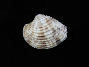 Muschel Antigona Lamellaris 34,7mm ID#8983 - Bild 1 von 4