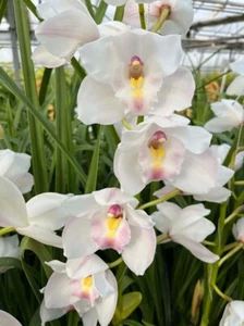 Orchid Orchidee Orquídea Cymbidium Jungfrau Dos Pueblos, ADULT PLANTS - Foto 1 di 6