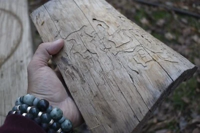 BEETLE ART!  TUNNEL CAVE DRIFTWOOD TERRARIUM AQUARIUM FISH TANK TAXIDERMY DECOR - Image 1 of 4