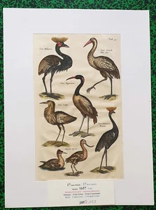 XVII ème - Jonston & Merian Superbe Gravure Grue Couronnée Oiseaux Pl 54 - 1657 - Picture 1 of 1