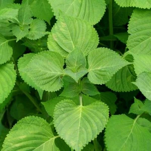 Green Shiso Seeds, Perilla, Beefsteak Plant, Korean Basil, NON-GMO, FREE SHIP - Picture 1 of 2