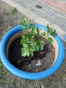 coriander / ketumbar seeds : true breed tropical herbal seeds - Picture 1 of 2
