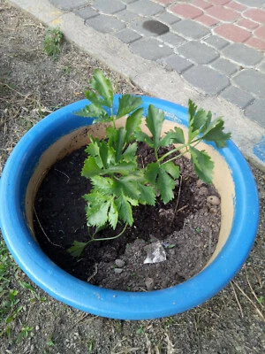 coriander / ketumbar seeds : true breed tropical herbal seeds - Image 1 of 2