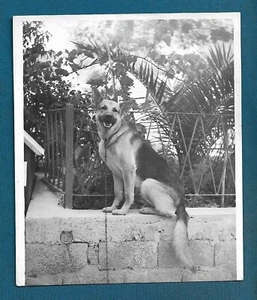 German Shepherd Dog, Croatian vintage photo 1981. STOBREČ - Picture 1 of 2