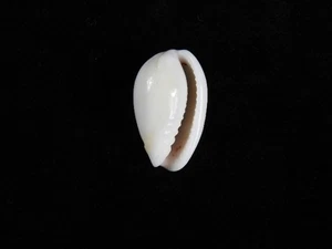 Sea Shell Persicula cornea 22.4mm ID#9411 - Picture 1 of 2