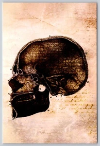 Postal Anatomía Craneal Humana Biología Ciencia Ilustración Ciencia Médica - Imagen 1 de 2