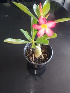 Desert Rose- Adenium Arabicum Mixed Large 2 - 3yr  Thick Plants  - Picture 1 of 3