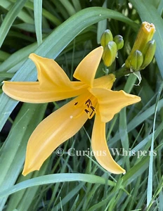 Photograph - "Daylily" - (Tacoma, Washington) - FREE SHIPPING - Picture 1 of 1