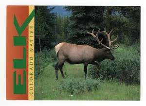 Postal foto nativa de alce de Colorado por Walt Huss hecha en EE. UU. - Imagen 1 de 2