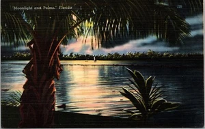 Postcard FL Moonlight and Palms - Picture 1 of 2