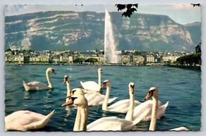 Postal Fuente de Ginebra Cisnes Suiza 77 - Imagen 1 de 2