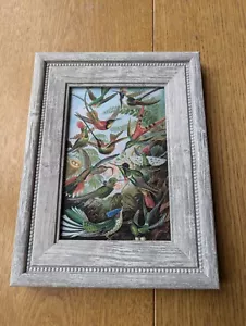 Ernst Haeckel Botanical Painting. Hummingbirds. Framed art print/picture. New - Picture 1 of 2