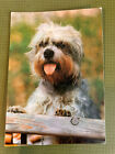 Postkarte Hund, Dandie Diamont Terrier (2611)