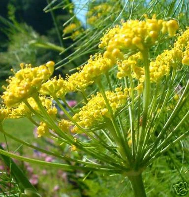 Semillas de hinojo, hierba aromática.  Al menos 35 semillas. Foto 1 de 1