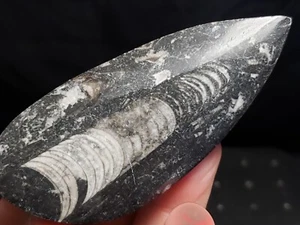 Fossil Nautiloid Orthoceras from Morocco 3.75"x1.5" (2.3 oz.) - Picture 1 of 4