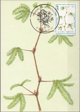 S. Tomé e Principe 1983 Sc. 719 Medicinal Plants Maximum card Mimosa Pigra maxi