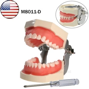 US Dental Typodont Model 28Pcs Teeth Model M8011-D fits Kilgore NISSIN 200 Type - Picture 1 of 13
