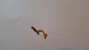 Samsung Galaxy S9 S9+ G960 G965 Genuine Power Button Flex Cable - Picture 1 of 1