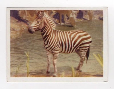 South African National Parks #61 Burchell’s Zebra - image 1 of 2