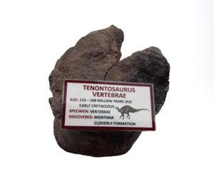 Tenontosaurus Vertebrae - Picture 1 of 6