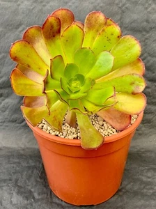 Aeonium Blushing Beauty Topf Ø 10,5 - Bild 1 von 1