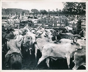 BRÉSIL c. 1950 - Vaches Marché au Bétail  Feira de Sant'Anna Bahia - GF 94 - Picture 1 of 2