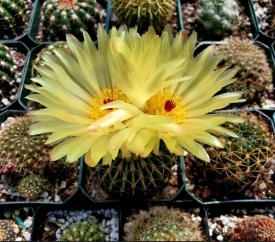 Parodia buiningii  (25 seeds)  - Image 1 of 4
