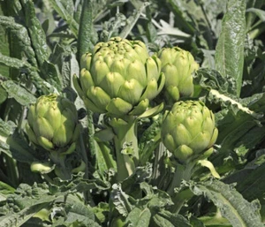 15+ Green Globe Artichoke Seeds Artichoke Thistle Cardoon Vegetable Seeds USA - Picture 1 of 2