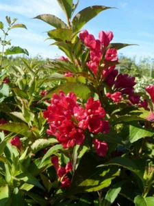 Weigelie Weigela 'All Summer Red' -S- 40 - 60 cm im Container - Bild 1 von 2
