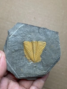 165g natural Silurian period Coronocephalus Trilobite tail specimen stone - Picture 1 of 9