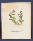Aw Bennett Alpine Flower Print - Alpine Speedwell, Veronica - 5X6 In, C1890