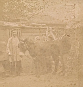 Donkey Humoristic Scene de Genre France Old Photo Stereo 1870 - Foto 1 di 3