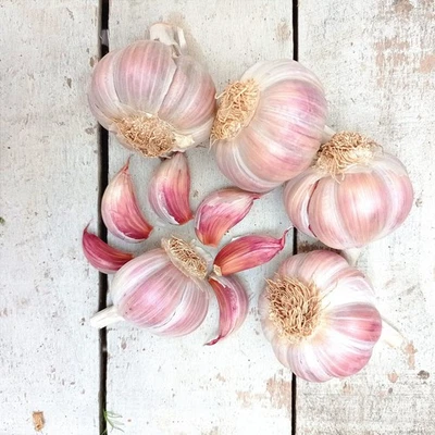 SEMI AGLIO ROSA , 50 SEMI + OMAGGIO - SEMI FRESCHI - Immagine 1 di 3