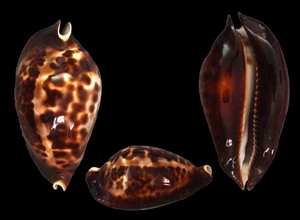 Seashell: Zoila friendii friendii 63,6 mm F+++/Gema (de Australia) - Imagen 1 de 1