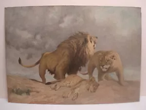 William Henry Drake Tod des Erstgeborenen Jungtier Löwe Familienstolz antiker Druck - Bild 1 von 11