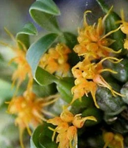 Bulbophyllum Sutepense miniature orchid plant + PHYTO CERTIFICATE - Picture 1 of 4