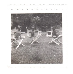 Vintage Foto drei Boxerhunde posieren im Hof auf Stühlen Haustier Hunde Schnappschuss * - Bild 1 von 1