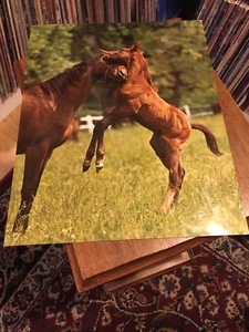 Vintage Schweizer Druck Pferd Poster Stute Fohlen Ungarisch Vollblut Foto Reinhard - Bild 1 von 10