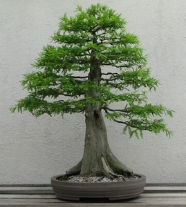 SAMEN Konifere Sumpf-Zypresse Bonsai Klassiker Wohnzimmer seltene Veranda dekora - Bild 1 von 1