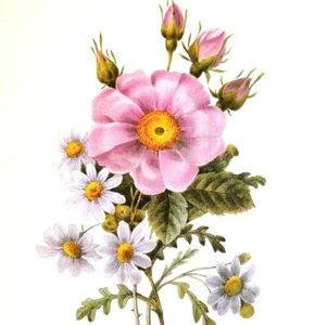 Redoute Bouquet Botanical Flowers Rose Cent Feuilles Simple Bookplate Print 82 - Picture 1 of 3