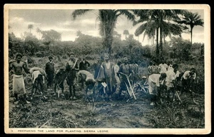 SIERRA LEONE Postcard 1910s Farming Preparing Land for Planting by Tuck - Picture 1 of 2