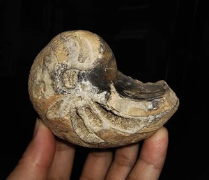 ¡INCREÍBLE AMONITA!! FÓSIL NAUTILOIDE TRIÁSICO NAUTILUS DE TIMOR, INDONESIA 77MM - Imagen 1 de 8