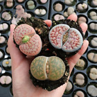 3-4cm 4-year-old mother parent Colorful Random Varieties of Succulent Live Plant