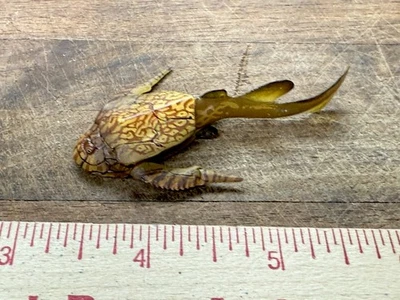 Kaiyodo Dinotales Series One Bothriolepis Devonian Period Pre-Dinosaur Model - Image 1 of 4