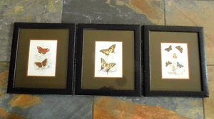 ATQ. JUEGO DE 3 PLACAS GRABADAS MARIPOSA WILLIAM LIZARS 4, 18, 27 ENMARCADAS MATE - Imagen 1 de 22
