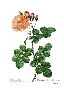 Estampado botánico, Redoute Roses, Rosa Damascena aurora. 1978 reproducción estampado - Imagen 1 de 1
