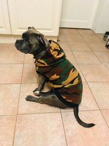staffy hoodies for dogs