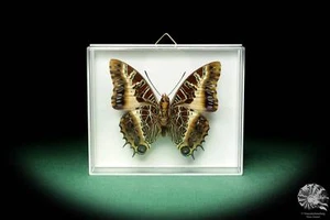 Charaxes pollux Afrika Edelfalter rezent Schmetterling Präparat butterfly Insekt - Bild 1 von 5