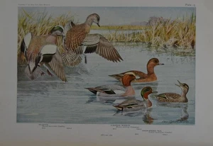 Antike Vogelkunst Ornithologie Vögel von New York grün geflügelt türkis 1923 Geschichte - Bild 1 von 7